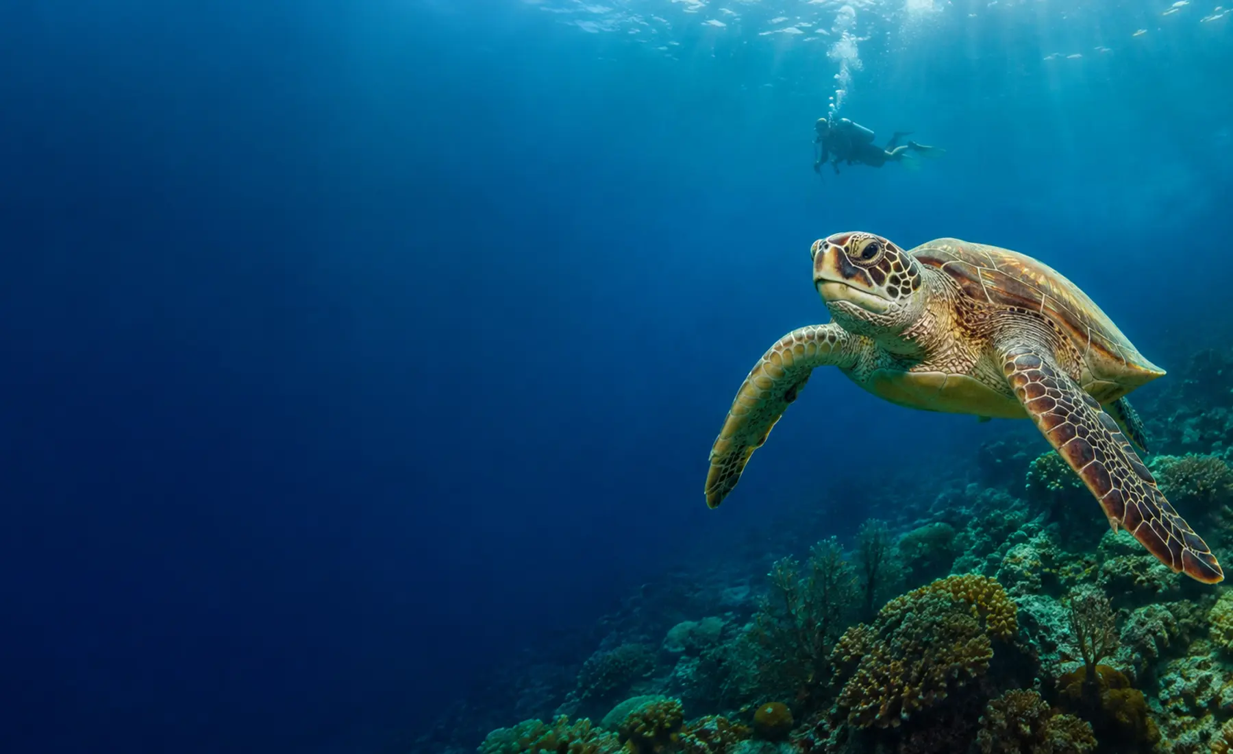 Sea turtle and diver above a Caribbean reef